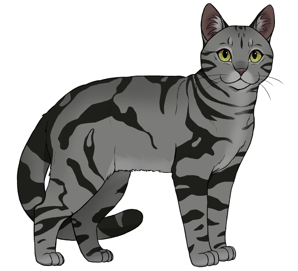 Katzenrasse Amerikanisch Kurzhaar im Katzenzucht-Spiel Catmaster